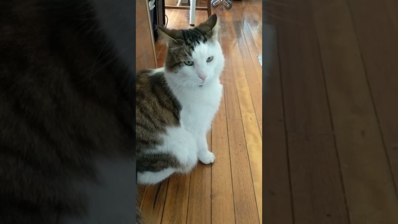 Max your in my way.... Cat Improv Song