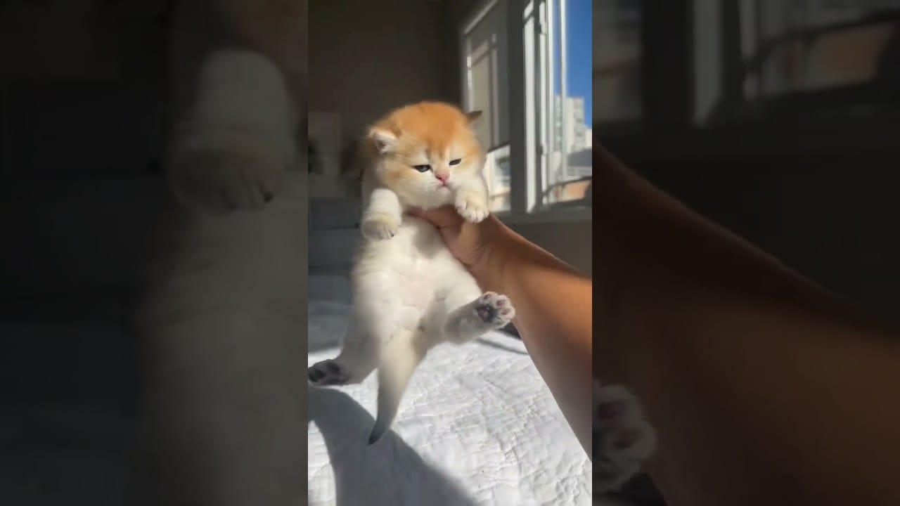 Mom's Funny tiny Cute Cats Kitten video Compilation 2