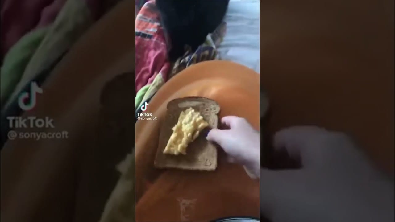 Pets Acting Like Humans The Ultimate Compilation