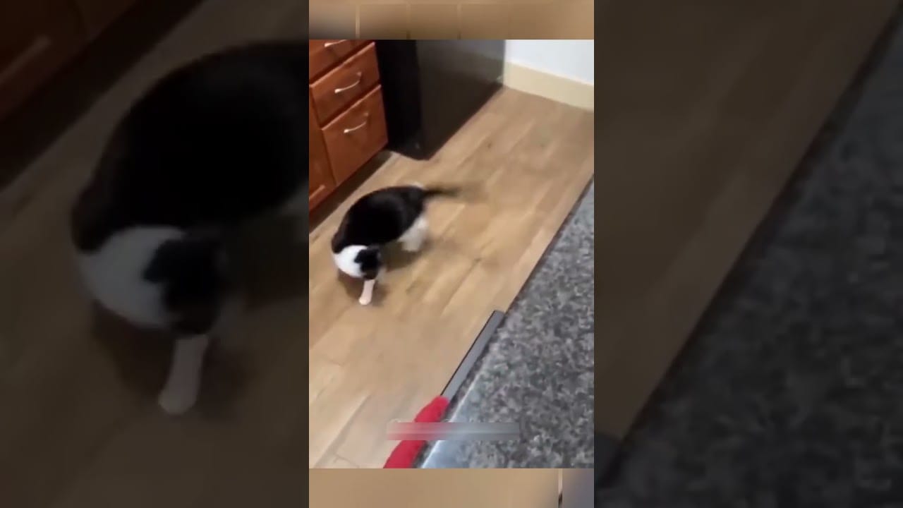 Pets Behaving Badly   The Most Hilarious Moments Caught on Camera