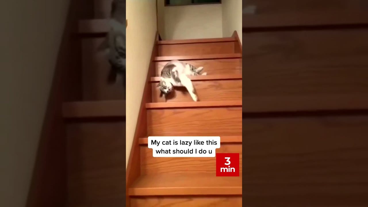 Shorts Very Funny Cats /#Shorts