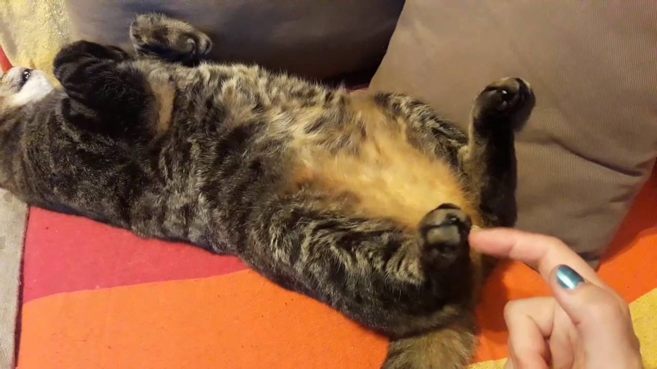 Spider the Cat on his back - Out Cold!