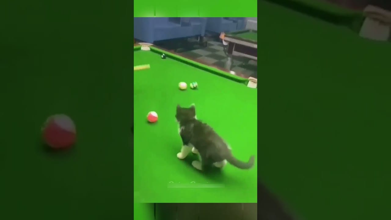 The Ultimate Compilation of Hilarious Pets - You Won't Stop Laughing