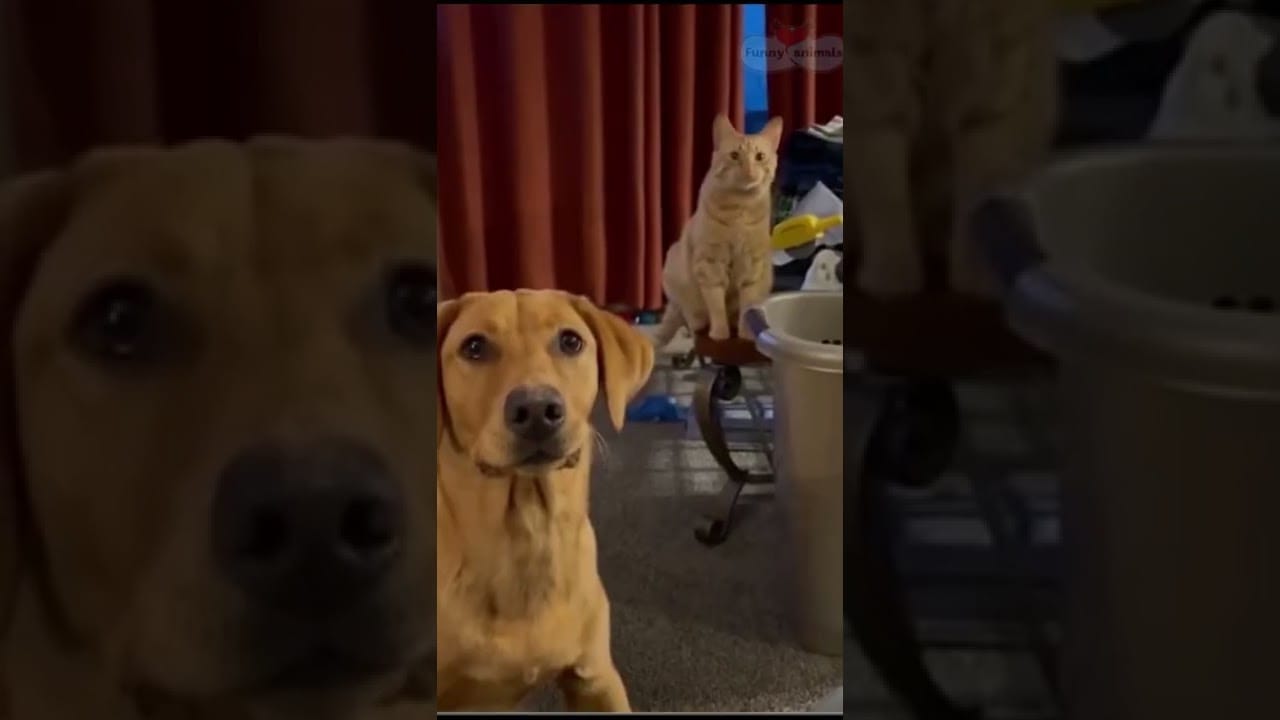 These Funniest DOGS will make you laugh all day #shorts #4