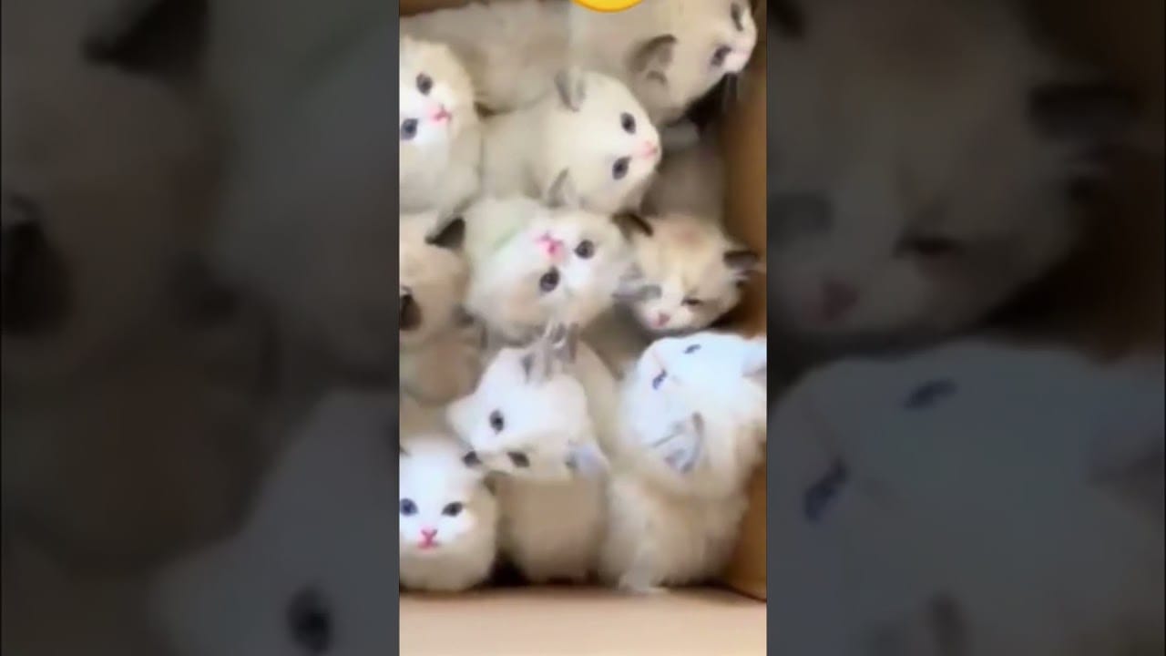 Try Not to Laugh | Funny Cats | #shortvideo #shorts