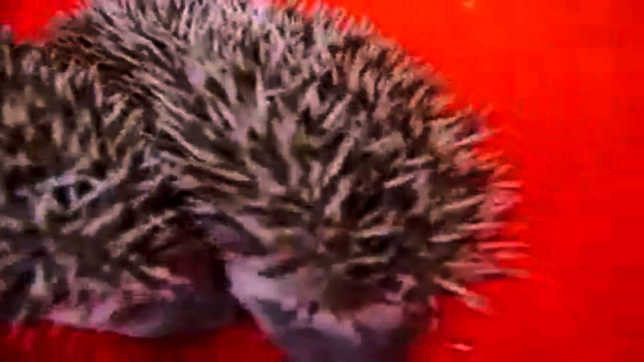 Ultimate cats must see! 2014 Youtube Gold