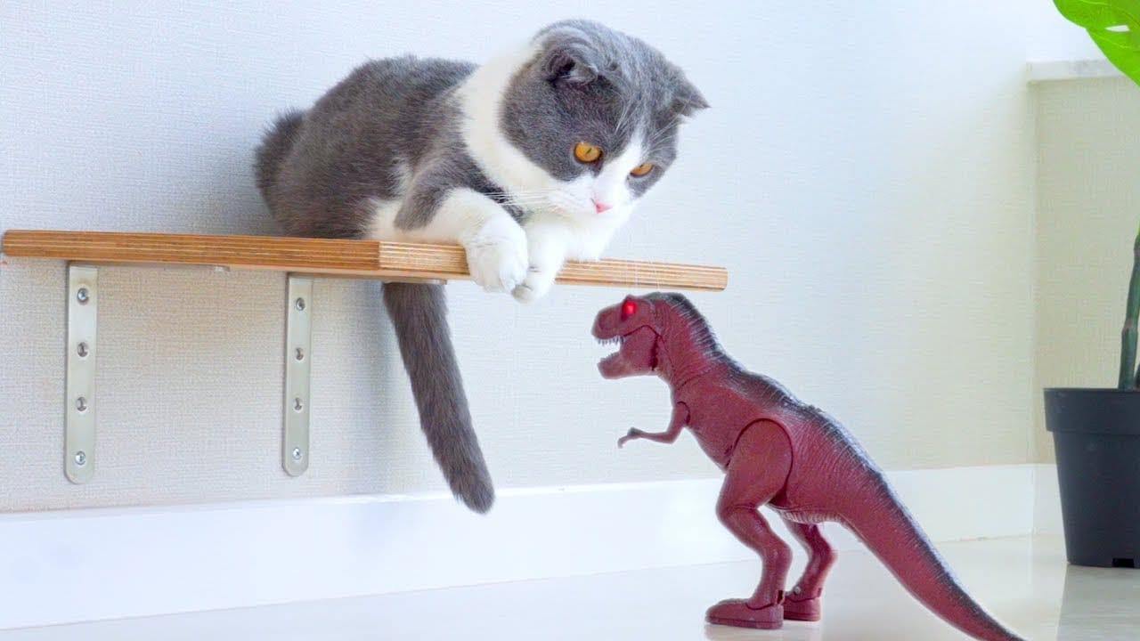 Unbelievable!!! Funny Cat Videos Try Not To Laugh #50