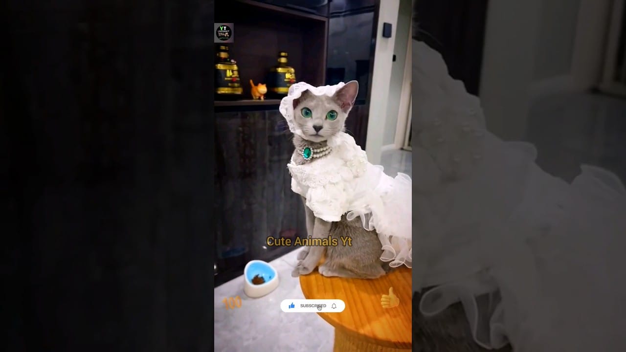 Very Amazing Looking Cat | Cute Cats Video | Animals Best Compilation | Cute Animals Yt #shorts #cat