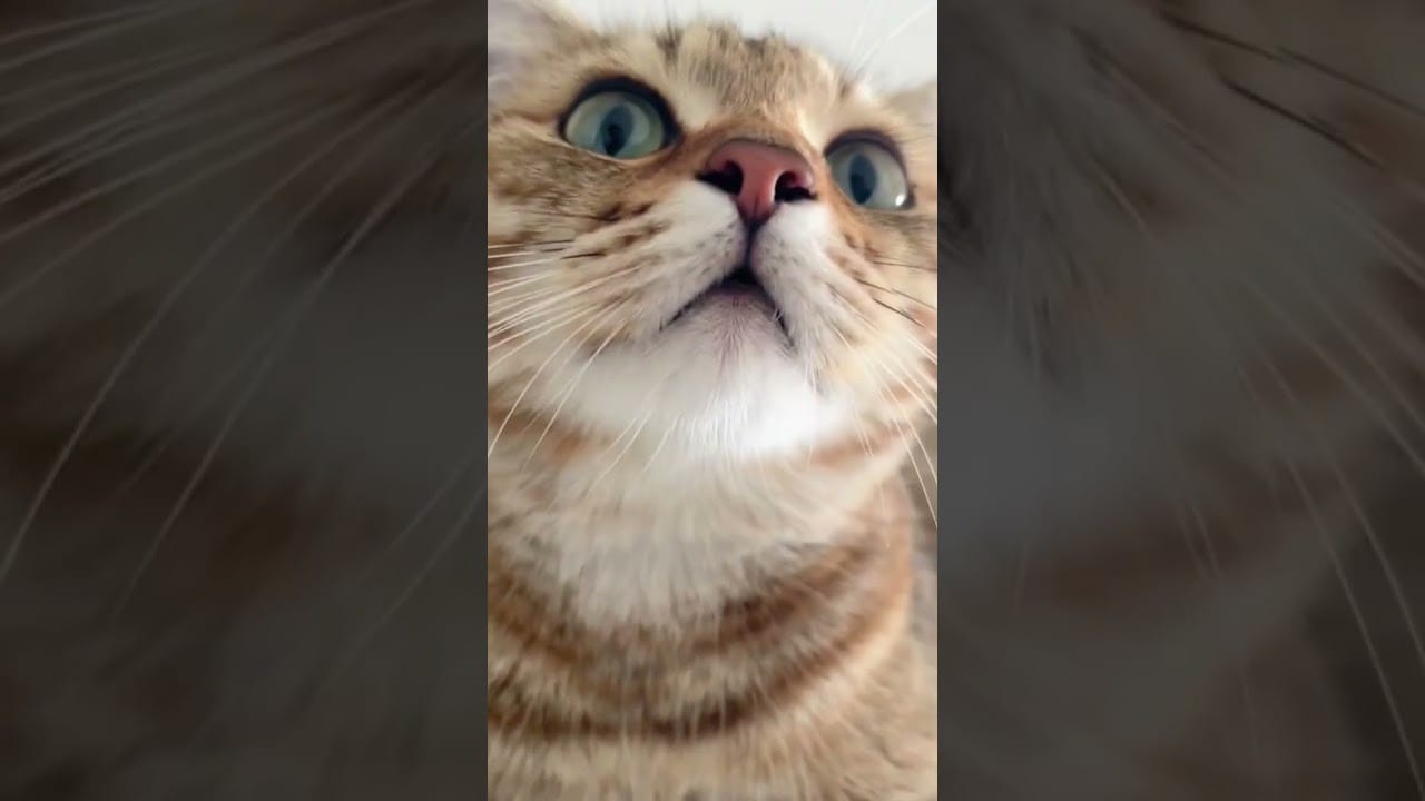 Very Sweet Pretty Lovely Little Cute Kitten Kitty Cats Meow Viral Video #shorts #short #cat #viral