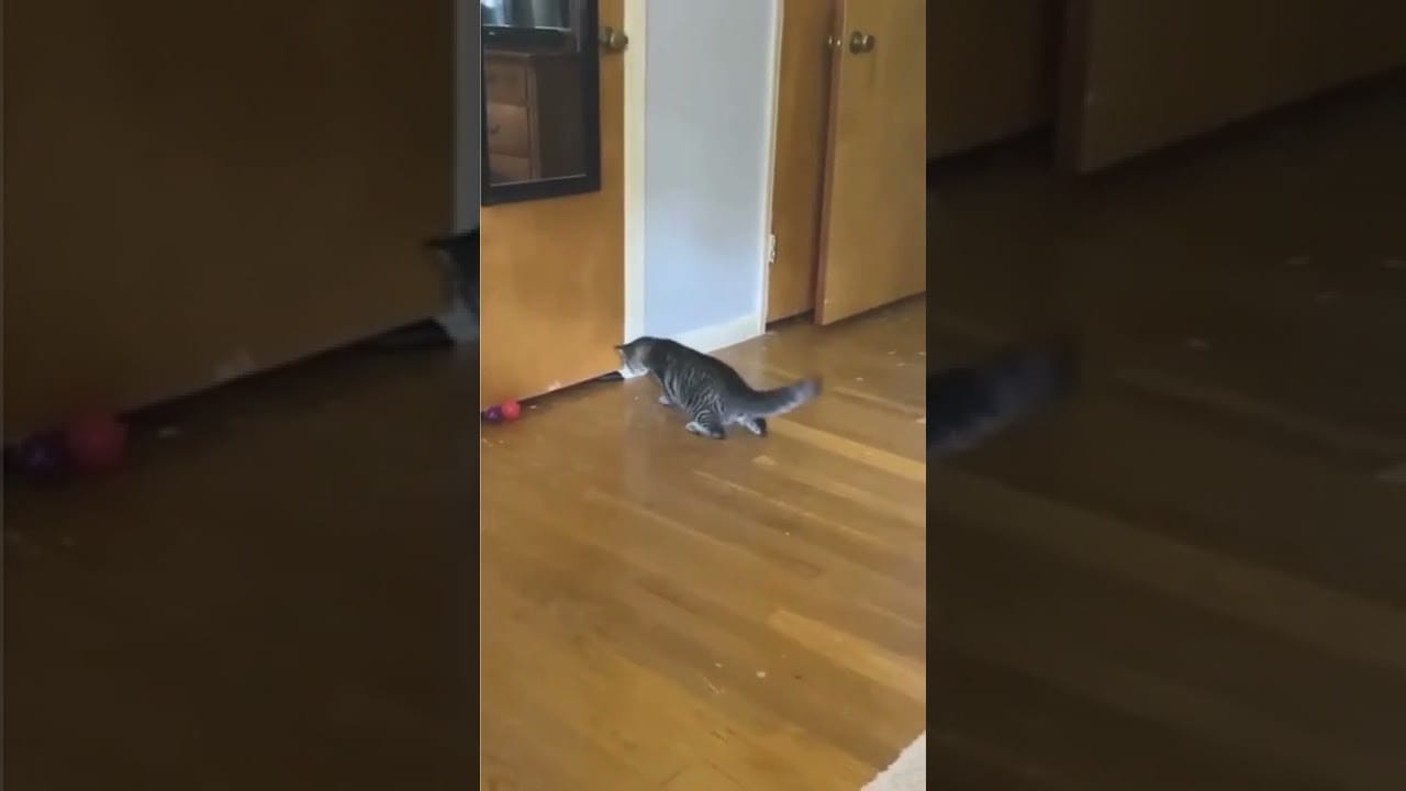 What the hell is that? #shorts