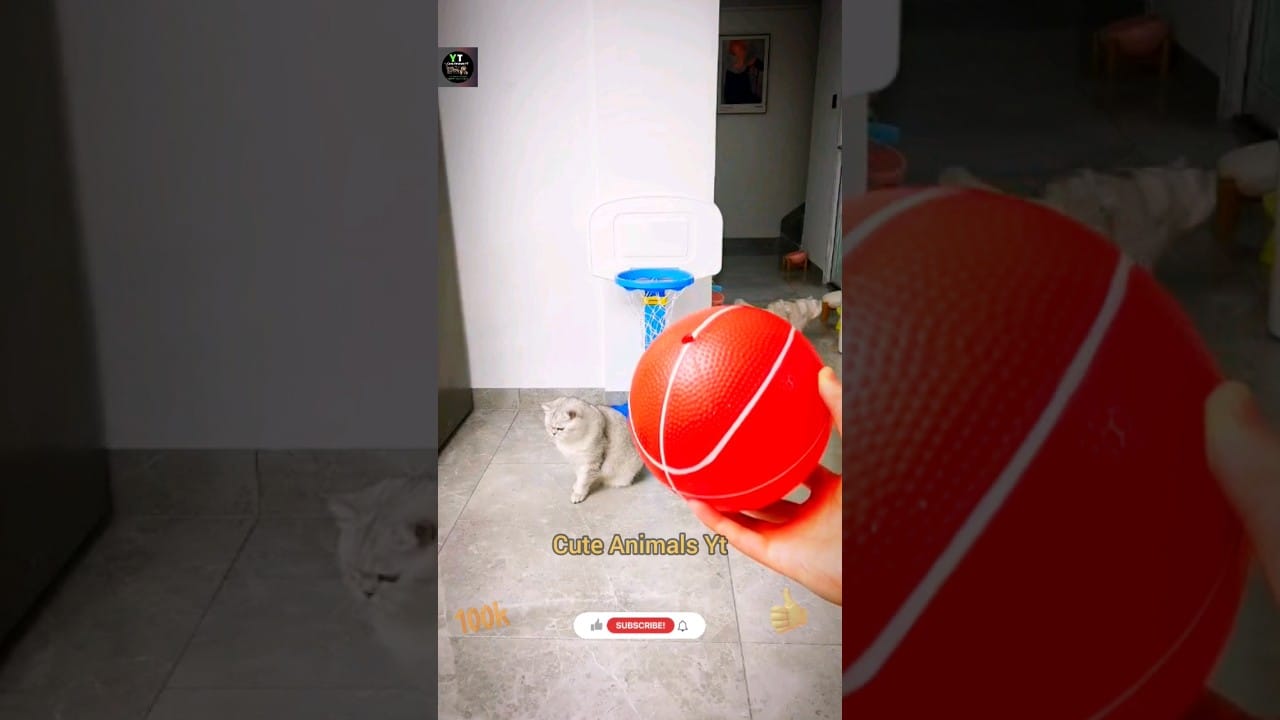 Wow Amazing Talent Cat, Playing Basketball | Animals Best Video | Cute Animals Yt  #shorts #animals