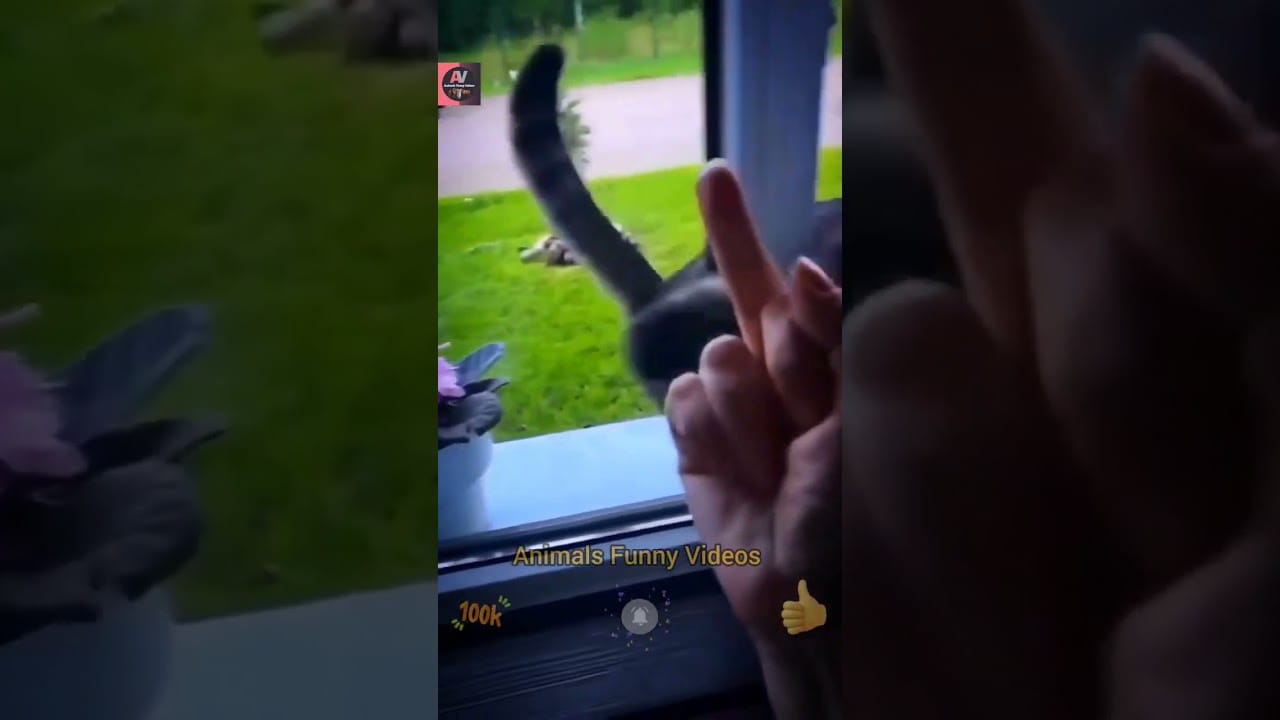 animals funny videos,cute cat videos,funny cat videos try not to laugh,try not to laugh #shorts #cat