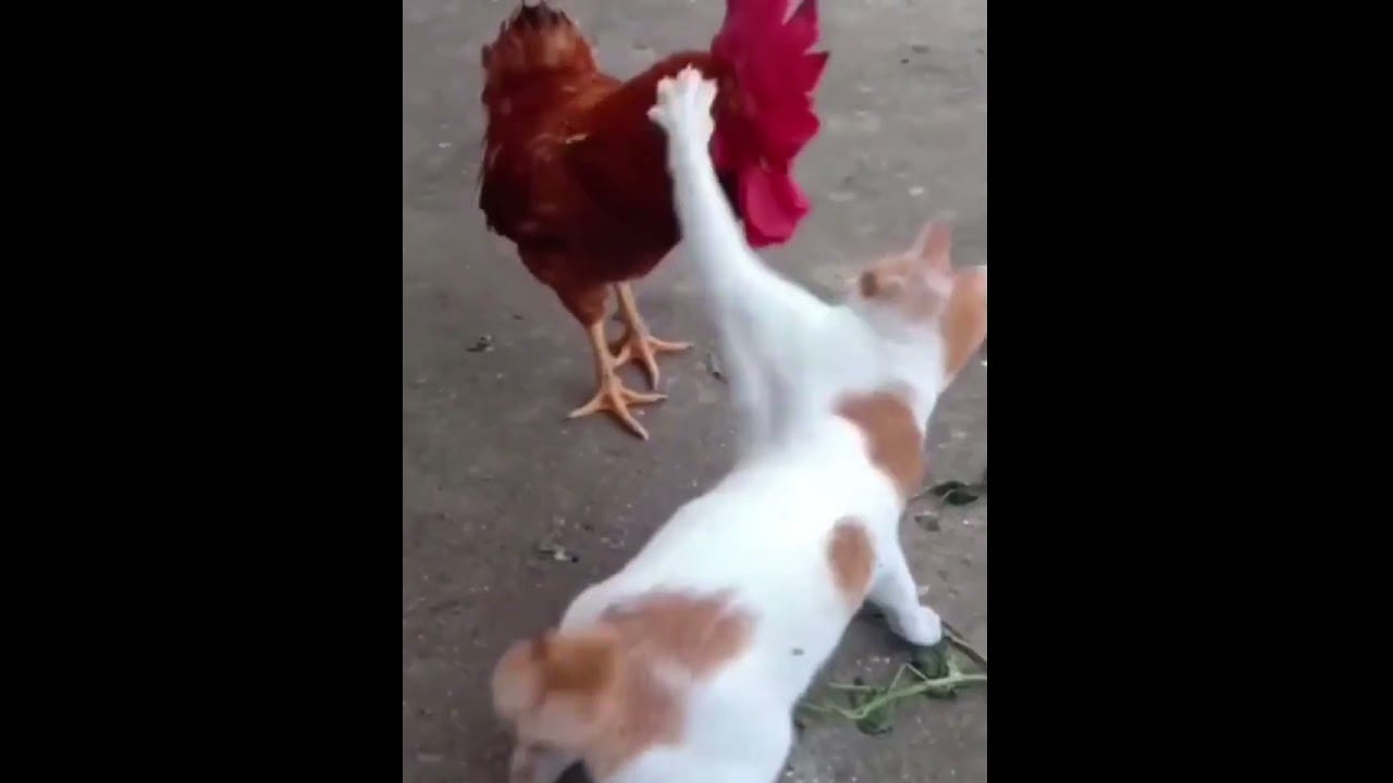 cat and roster reactions | Footage No Copyright