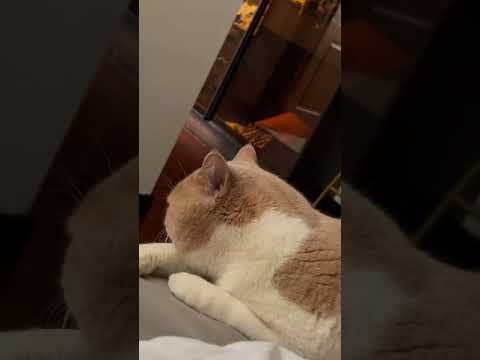 cat fails compilation || Aww cute cat meow cash funny tiktok 2021 #shorts