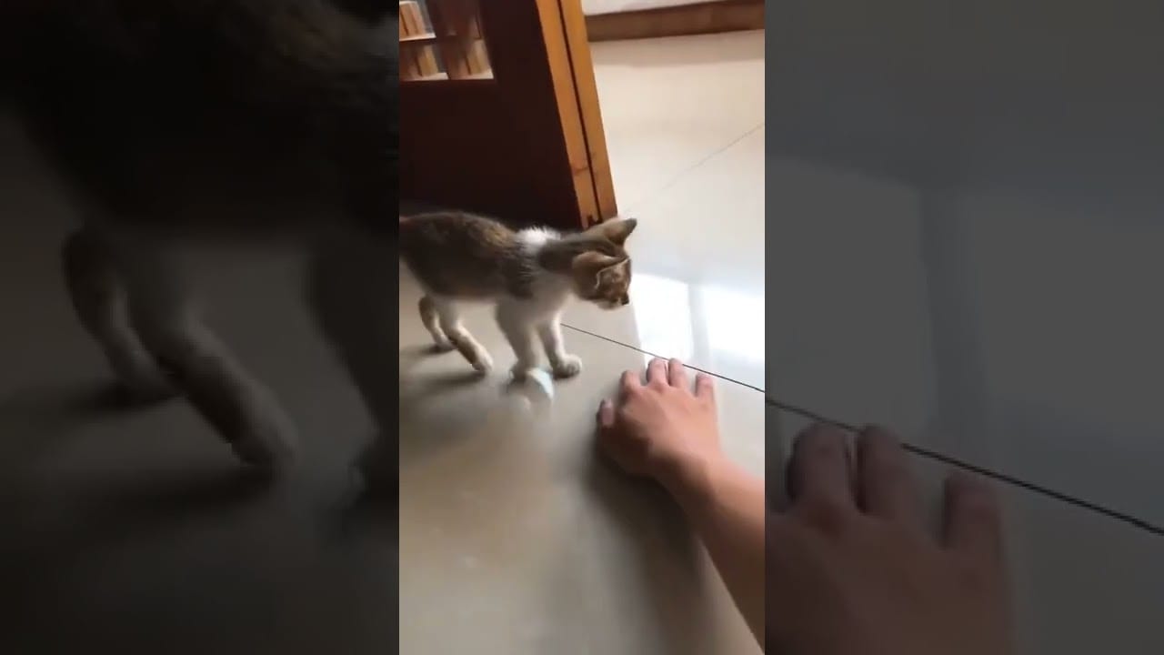 cat videos cute #cat videos funny