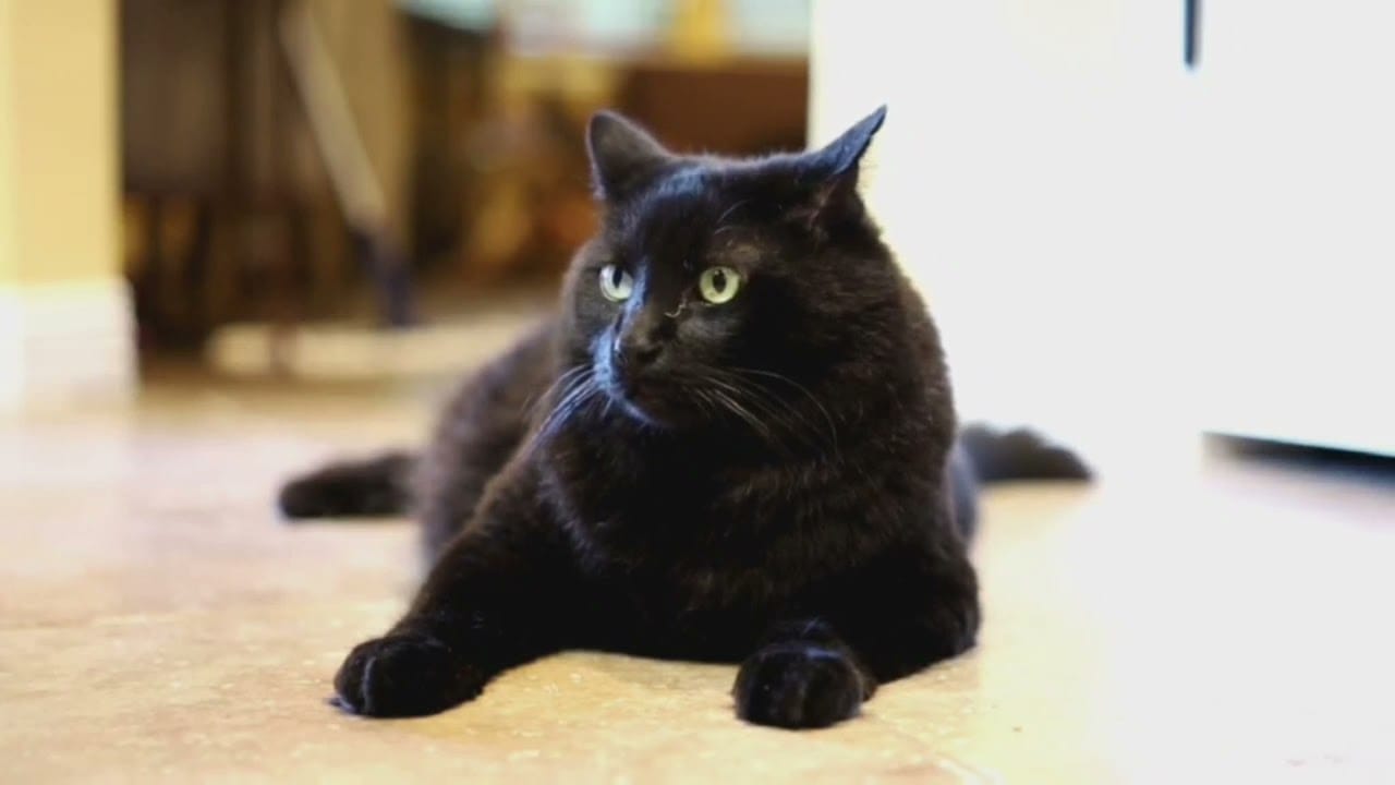 cat vidoes 1 Baby Cats Cute and Funny Cat Videos, Cat video.cute cat