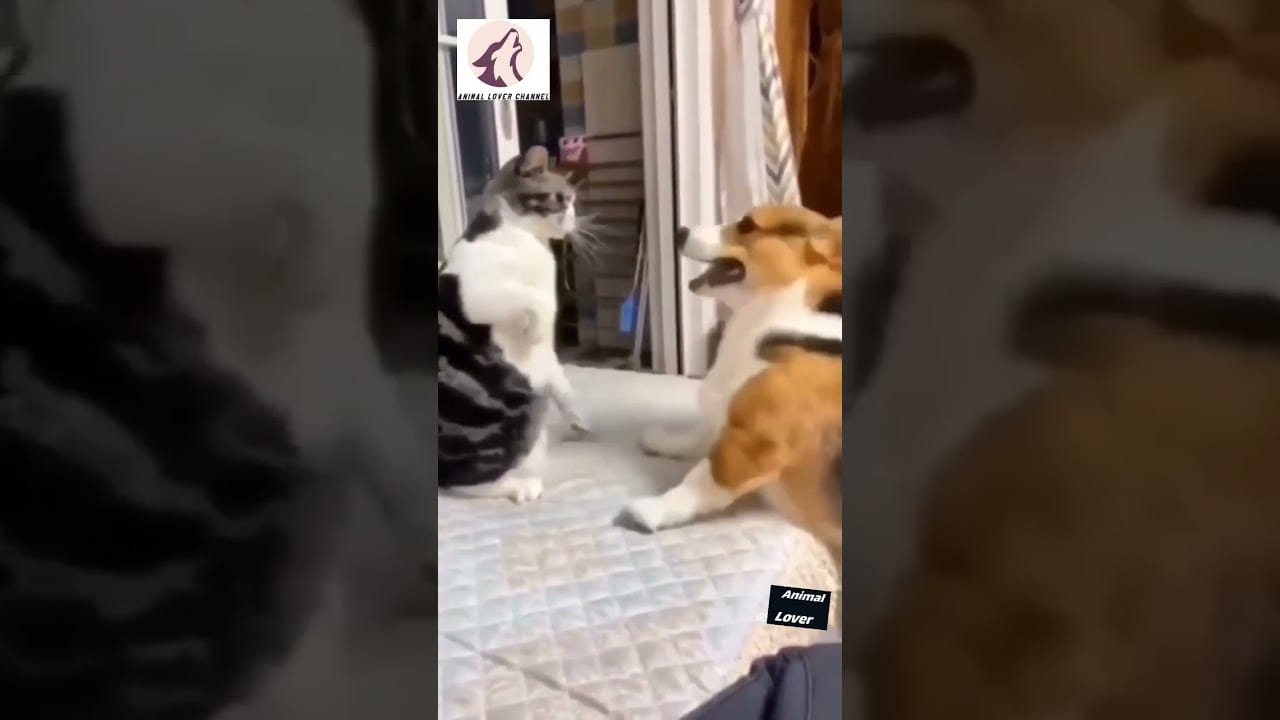 cute animals funny moments #Animal lover