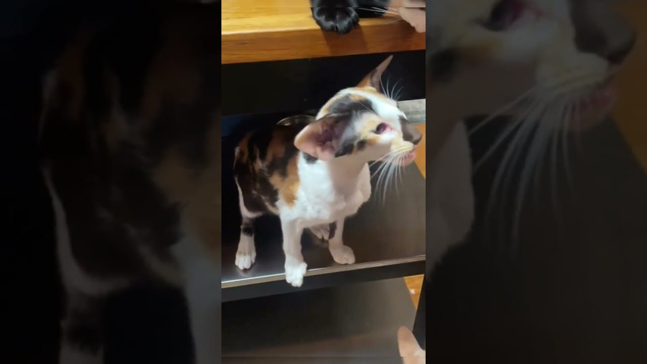 extra long honk! #shorts #cat