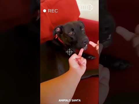 funny cat and dog compilation #shorts #tiktok #funny #cute #cats #dogs