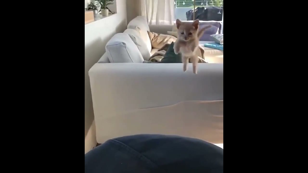 funny cat videos###cute kittens@@flying cat