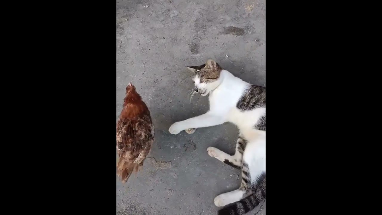 funny cat with Chicken #shorts # best fun