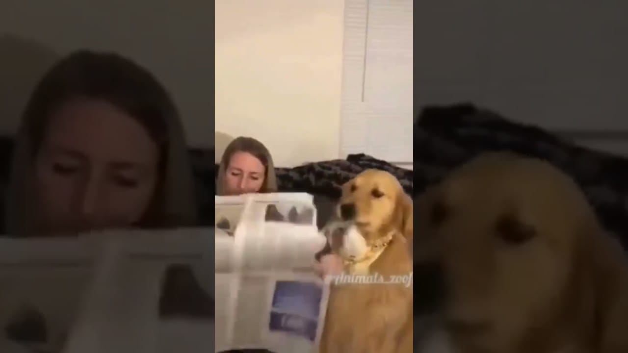 funny collection of crazy cats and dogs #shorts