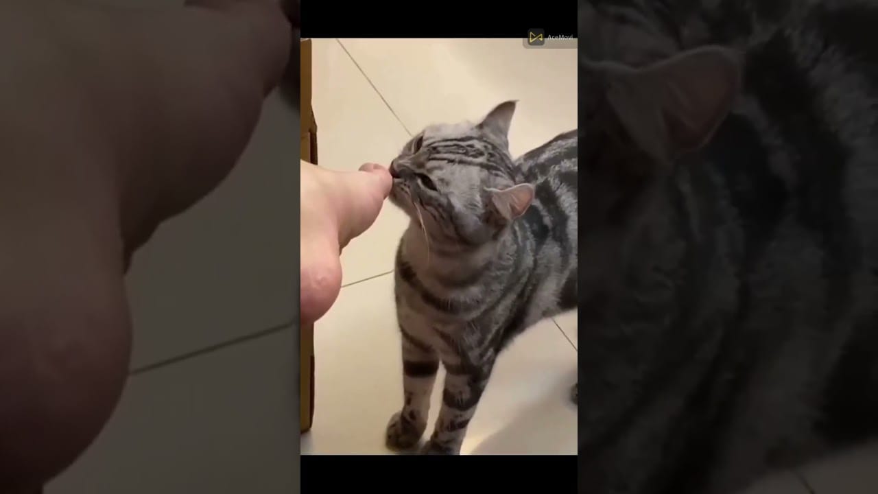 i can smile but cat funny #shorts_