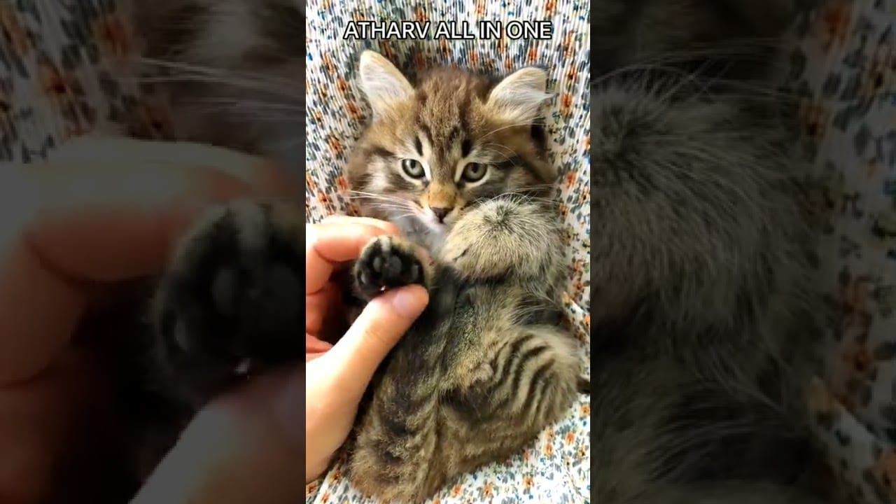 #shorts Funny Cats, Funny Pets, #funnycats #funnyanimals #funnypets #atharvallinone #cutecat