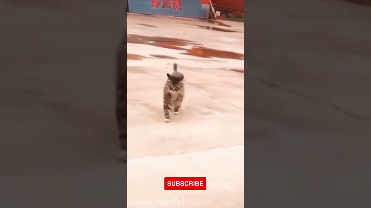 #shorts# funny baby cat