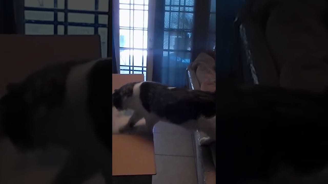 #shorts# funny cat fail # shorts #