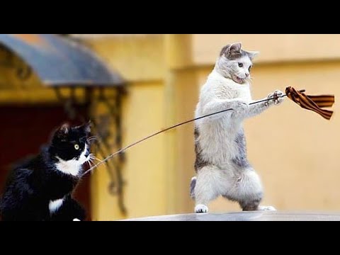 1 hour of the Funniest Animals | Funny Cats And Dogs