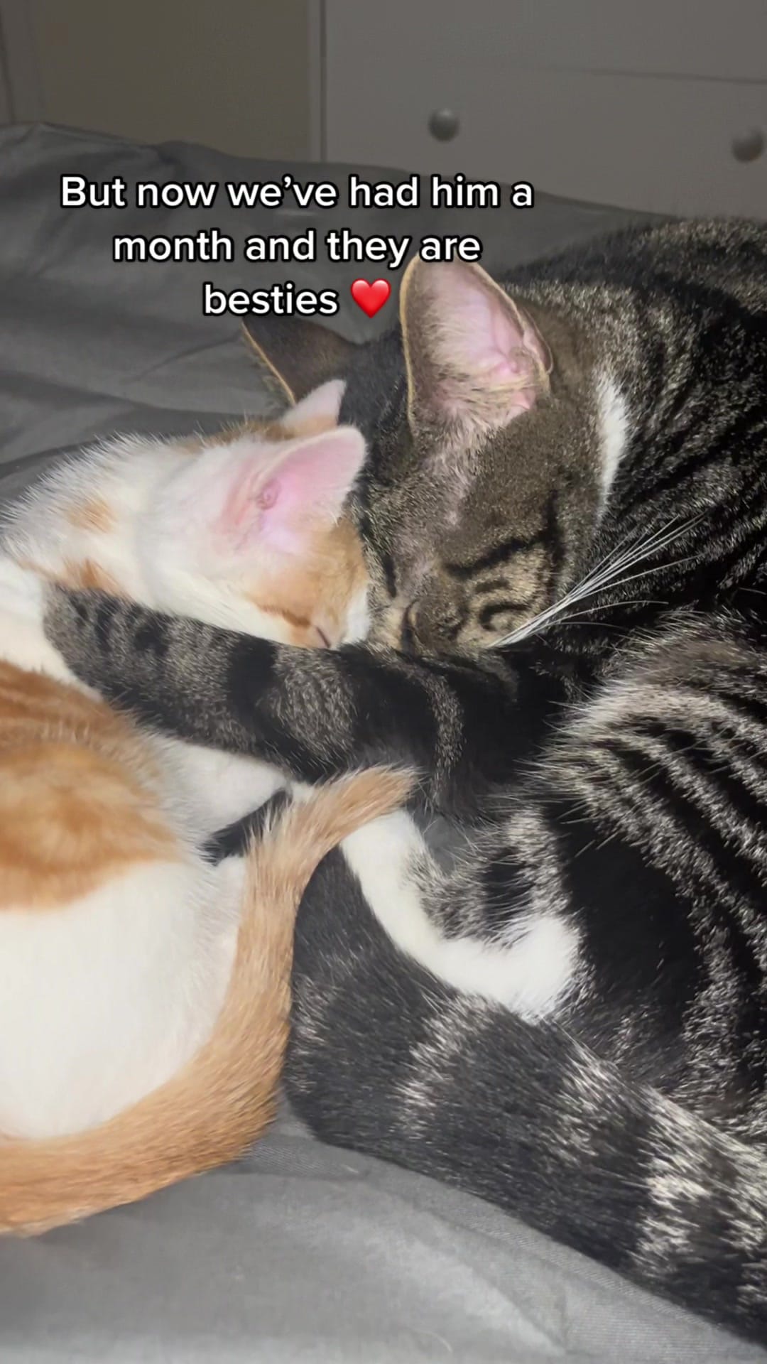 Its been an extended month.. but they are in a roundabout draw besties #cutecats #catvideos #kitten #introducingnewkitten #newkitten #catsmeetingkittens | Textual narrate TIKTOK to 833-880-7724 For A Free Evening Promo Code