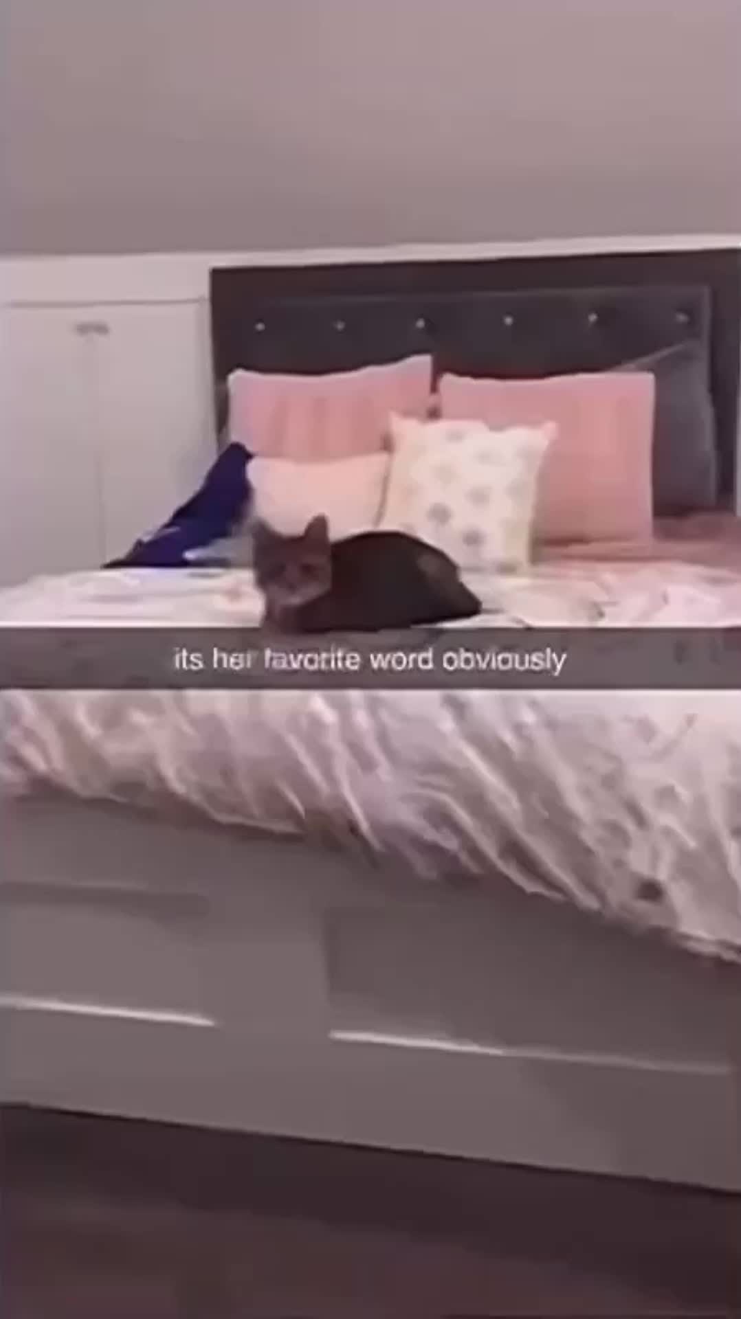 #catvideos #cat #funnyvideos | Text TIKTOK to 833-880-7724 For A Free Evening Promo Code