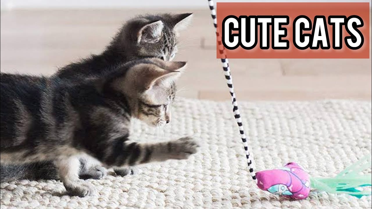 The Best Funny Cat Videos Of The 2021 - Funny Cats Compilation