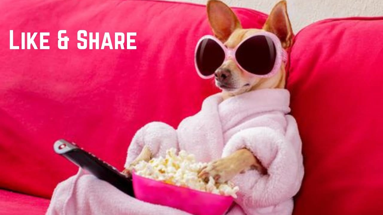 Cute CATS NEWS BLOOPERS FAILS make LAUGH YOUR HEAD OFF Funny Animals #7 Funny Tiger Compilation