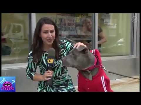 Cute CATS NEWS BLOOPERS FAILS make LAUGH YOUR HEAD OFF Funny Animals #1 Funny Tiger Compilation