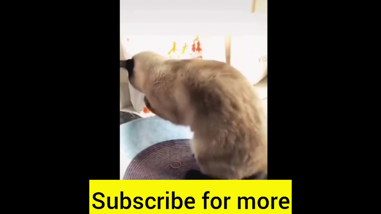comedy Animal video 2021#funny video 2021 #doglover #catvideos #dogs #funny #comedy #shorts@imsndy
