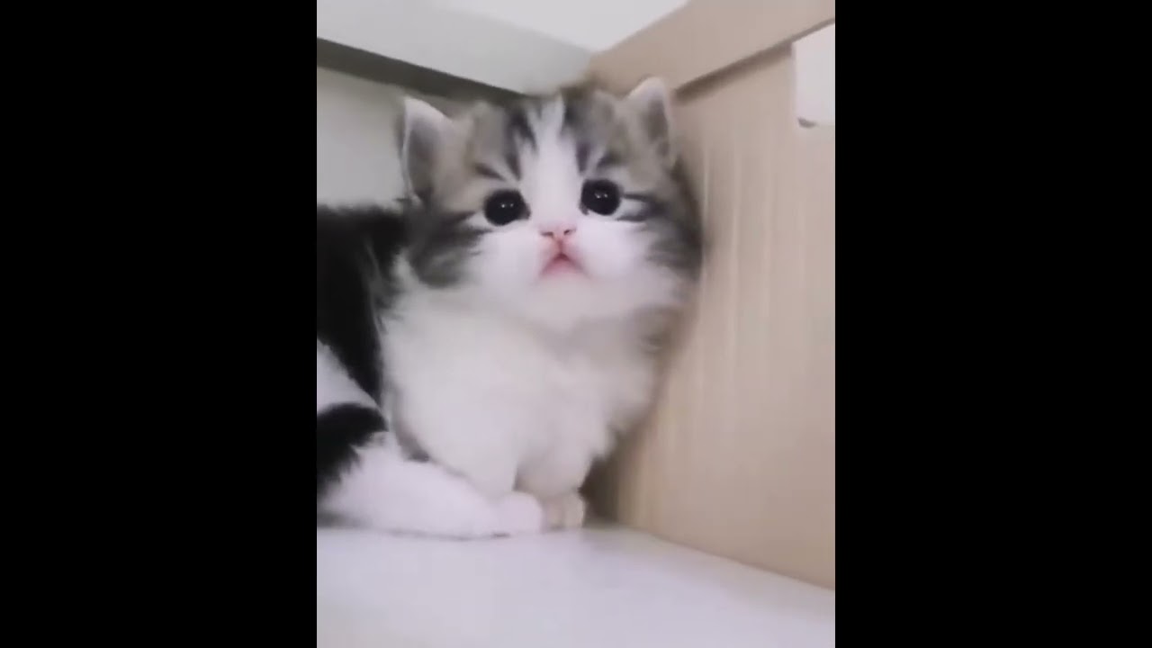 Funniest animals 2023 | Funny cats and dogs | Funny animals videos 2023 #5