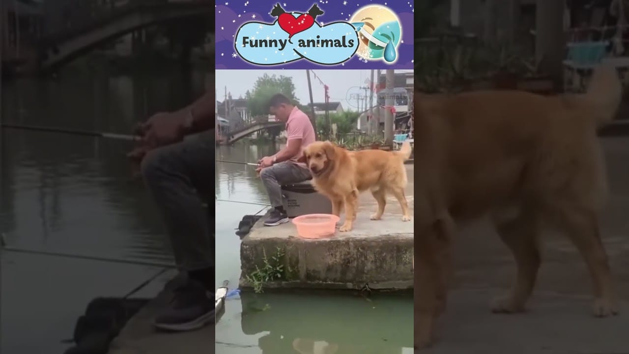 #485 Funny Animals Video Compilation 2022  Cute and funny pets compilation #shorts