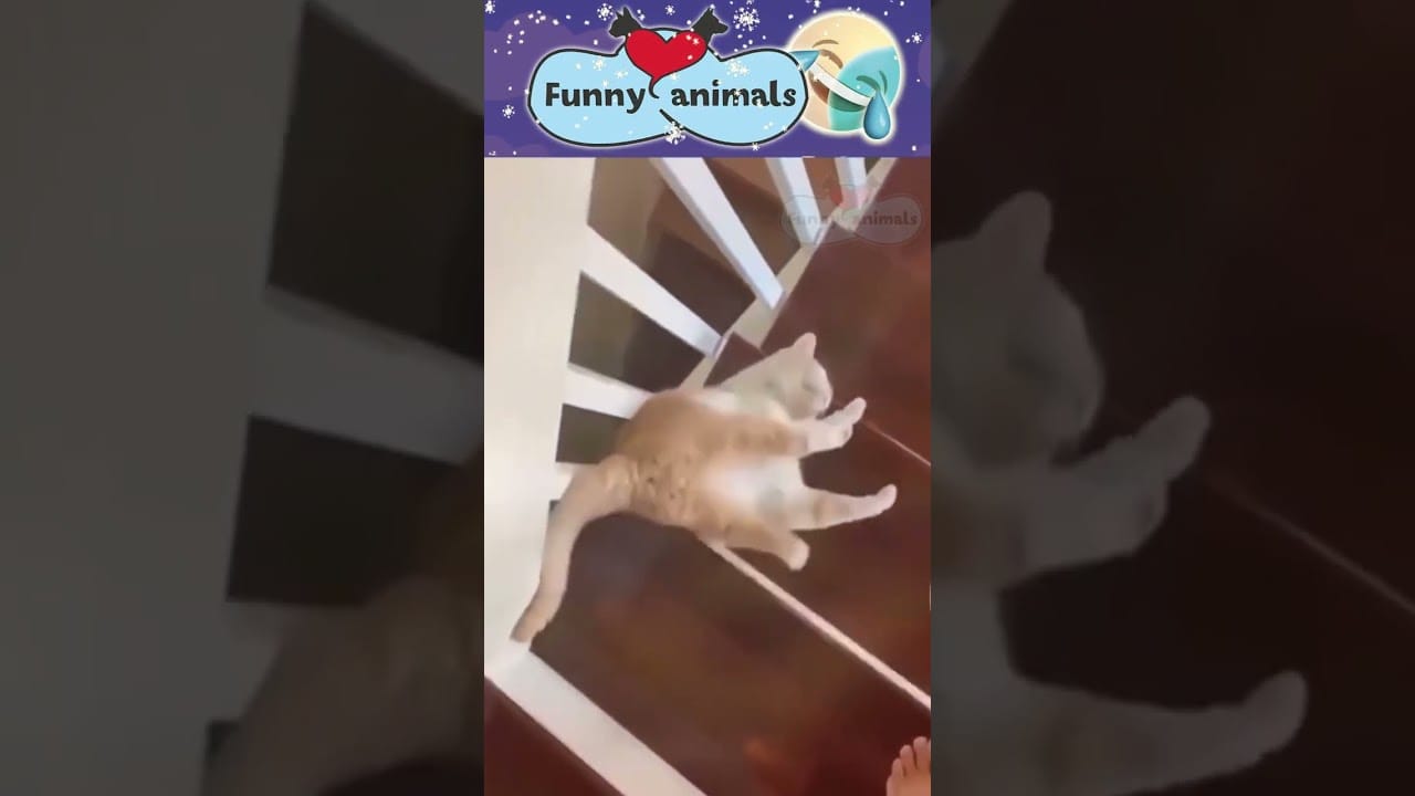 #497 Funny Animals Video Compilation 2022  Cute and funny pets compilation #shorts