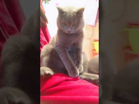 AWW CUTE BABY ANIMALS Videos Compilation Funniest and cutest moments of animals OMG So Cute 9