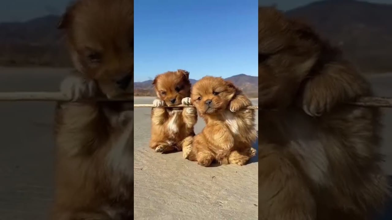 AWW SO CUTE,  Cutest baby animals Videos, Tik Tok Shorts #7
