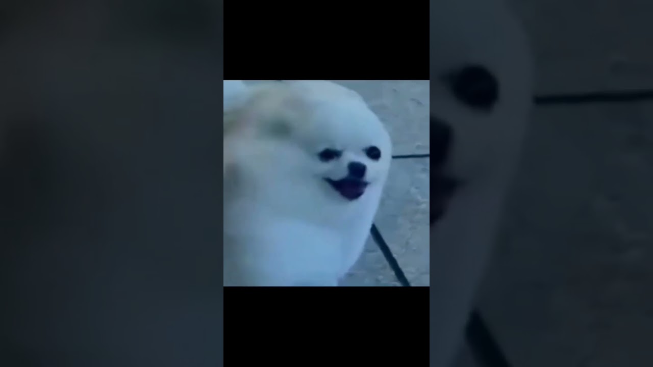 BEST BLOOPERS ANIMALS