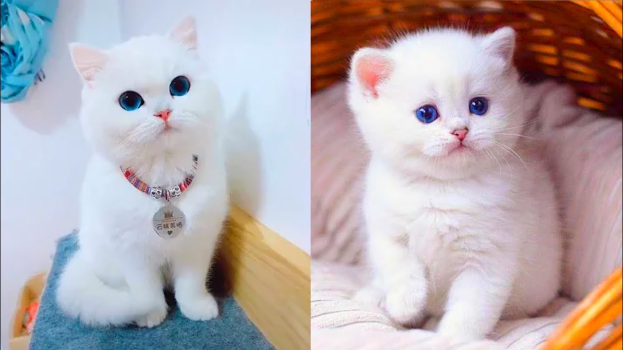 Cats Luv Us Boarding Hotel LLC Privacy Policy