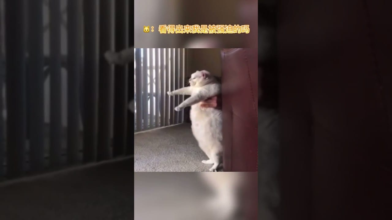 Baby Cats - Cute and Funny Cat Videos Compilation #49 | Aww Animals