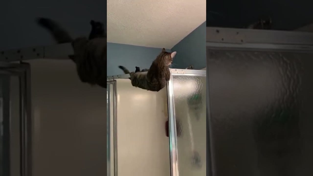 Baby Cats - Cute and Funny Cat Videos Compilation pt14 | Cute cats of the world