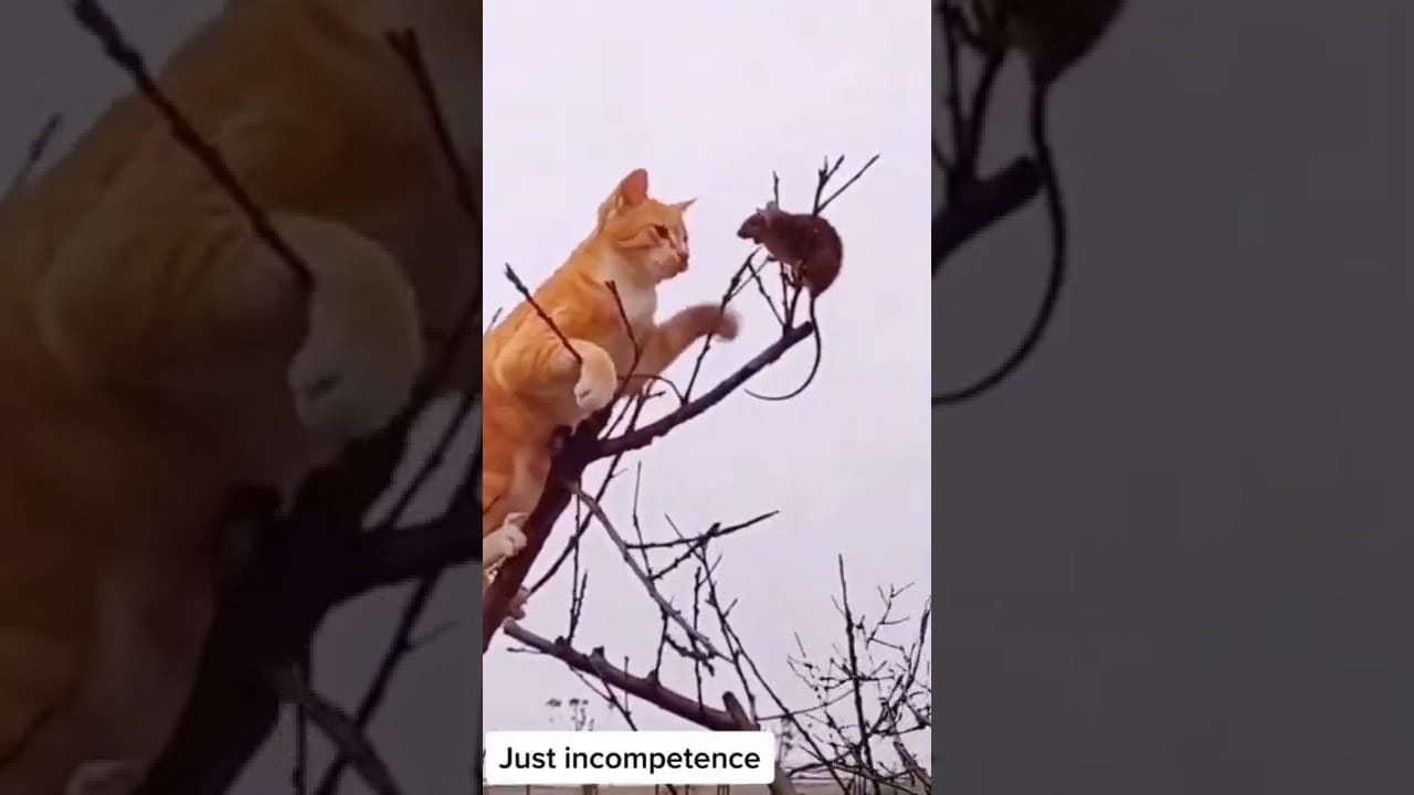 Baby Cats - Cute and Funny Cat Videos Compilation pt16 | Cute cats of the world