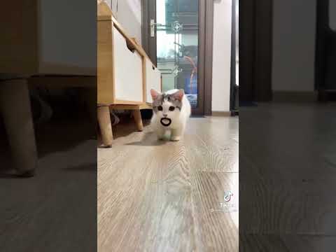 Baby Cats - Cute and Funny Cat Videos Compilation pt3 | Cute cats of the world