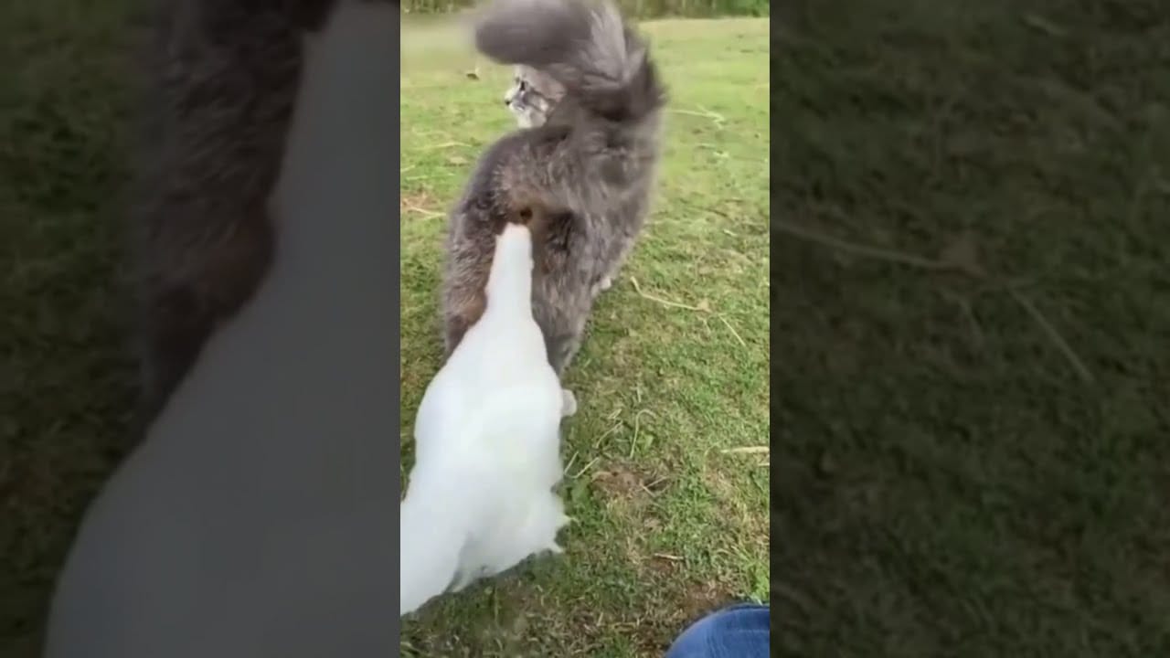 Baby Cats - Cute and Funny Cat Videos Compilation// #short// #cute