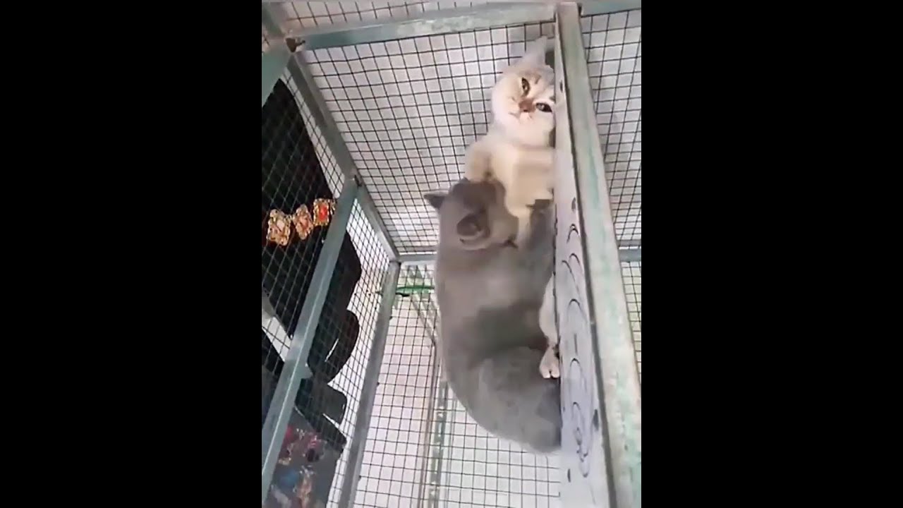 Baby Cats - Cute and Funny Cat Videos #Shorts #1